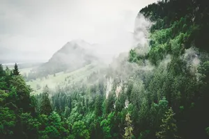 Download Green Wallpaper Wallpaper