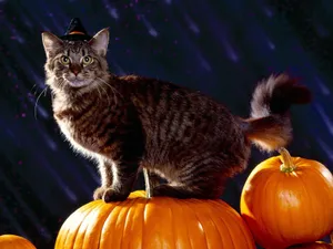 Download Halloween Wallpaper Wallpaper