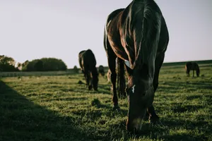 Download Horse Wallpaper Wallpaper
