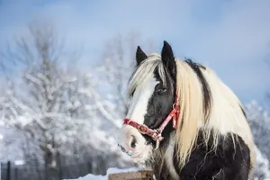 Download Horse Wallpaper Wallpaper