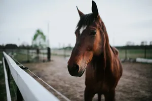 Download Horse Wallpaper Wallpaper