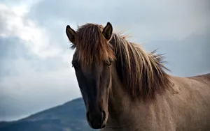 Download Horse Wallpaper Wallpaper