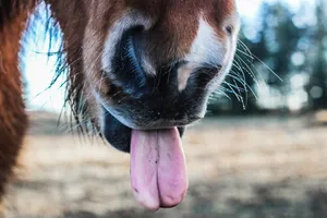 Download Horse Wallpaper Wallpaper