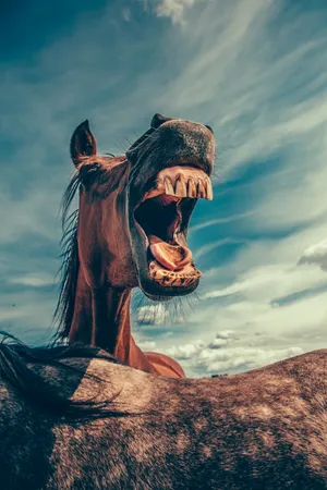 Download Horse Wallpaper Wallpaper