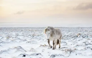 Download Horse Wallpaper Wallpaper