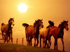 Download Horse Wallpaper Wallpaper