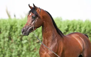 Download Horse Wallpaper Wallpaper