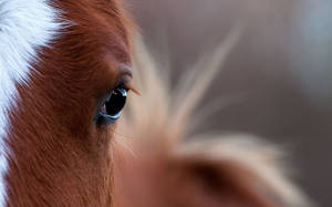 Download Horse Wallpaper Wallpaper