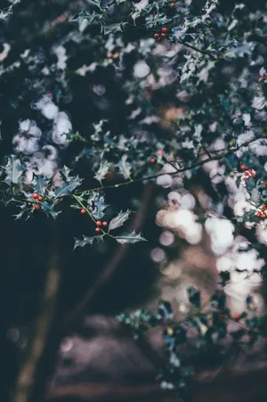 Download Iphone Wallpaper Wallpaper