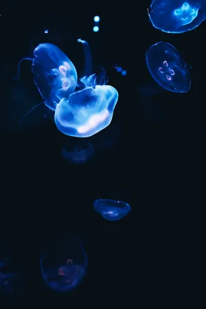 Download Jellyfish Wallpaper Wallpaper