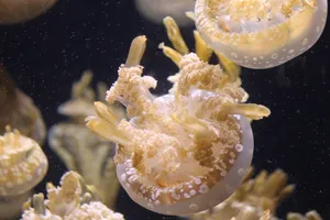 Download Jellyfish Wallpaper Wallpaper