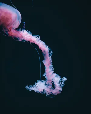 Download Jellyfish Wallpaper Wallpaper