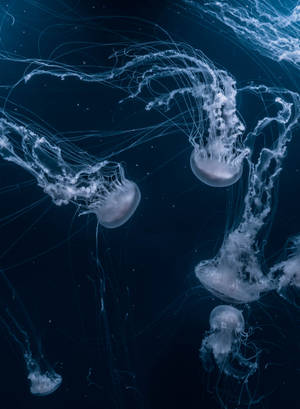 Download Jellyfish Wallpaper Wallpaper