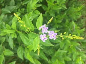 Download Kim Kardashian Wallpaper Wallpaper