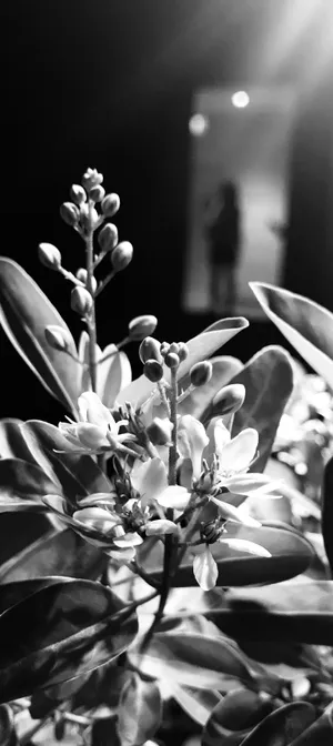 Download Kim Kardashian Wallpaper Wallpaper