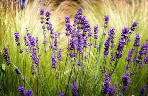 Download Lavender Wallpaper Wallpaper