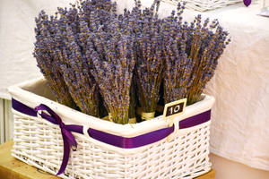 Download Lavender Wallpaper Wallpaper