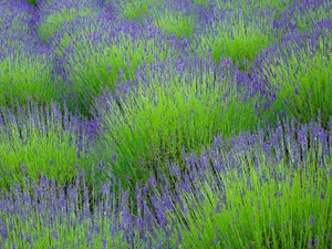Download Lavender Wallpaper Wallpaper