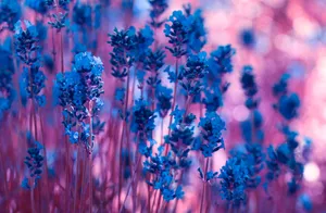 Download Lavender Wallpaper Wallpaper