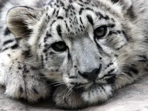 Snow Leopard Wallpaper