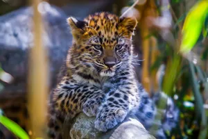 Download Leopard Wallpaper Wallpaper