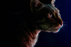 Download Loki Wallpaper Wallpaper