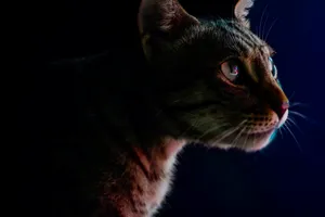 Download Loki Wallpaper Wallpaper