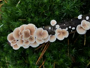 Download Mushroom Wallpaper Wallpaper