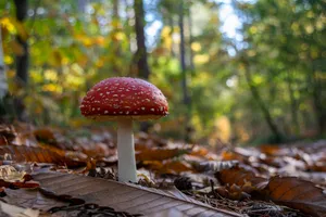 Download Mushroom Wallpaper Wallpaper