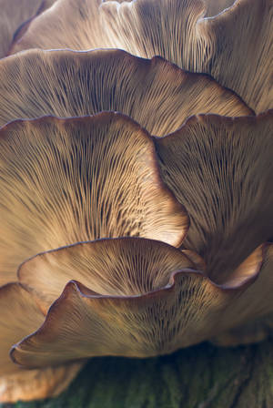 Download Mushroom Wallpaper Wallpaper