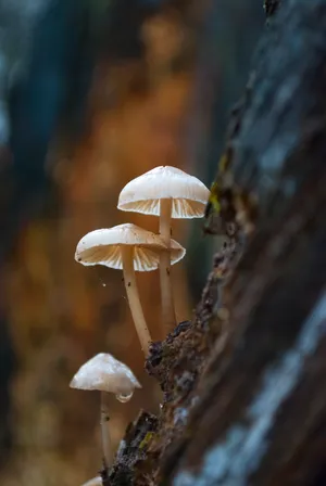 Download Mushroom Wallpaper Wallpaper