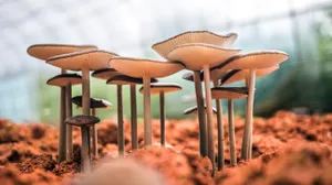 Download Mushroom Wallpaper Wallpaper