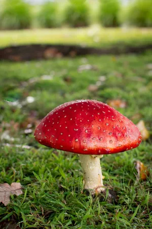 Download Mushroom Wallpaper Wallpaper
