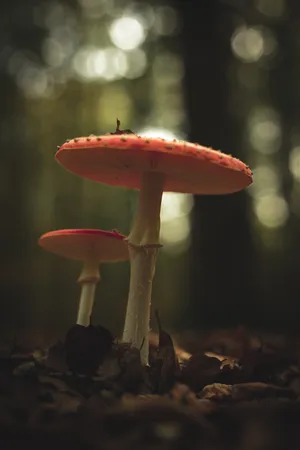 Download Mushroom Wallpaper Wallpaper