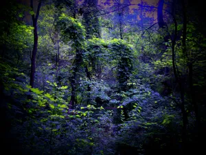 Download Night Wallpaper Wallpaper