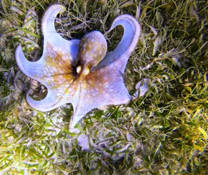 Download Octopus Wallpaper Wallpaper