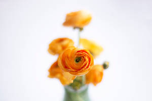 Download Orange Flowers Close Up Free Stock Photo Wallpaper