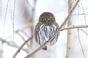 Download Owl Wallpaper Wallpaper