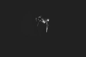 Download Pain Wallpaper