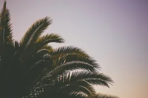 Download Palm Tree Wallpaper Wallpaper
