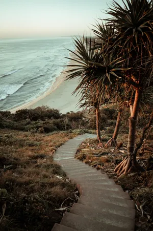 Download Palm Tree Wallpaper Wallpaper