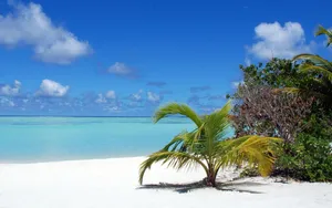 Download Palm Tree Wallpaper Wallpaper