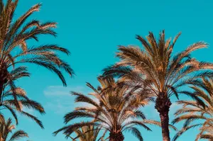 Download Palm Tree Wallpaper Wallpaper