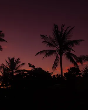 Download Palm Tree Wallpaper Wallpaper