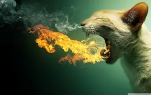 Download Pc Wallpaper Wallpaper