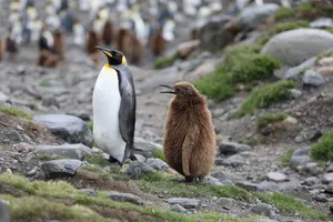 Download Penguin Wallpaper Wallpaper
