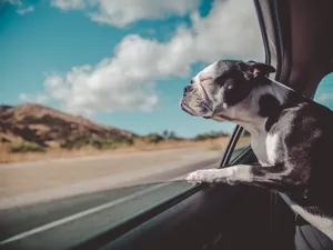 Download Pet Wallpaper Wallpaper