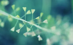 Download Plant Wallpaper Wallpaper
