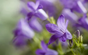 Download Plant Wallpaper Wallpaper