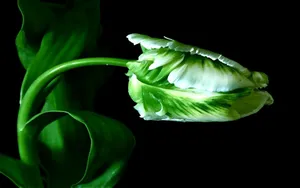 Download Plant Wallpaper Wallpaper